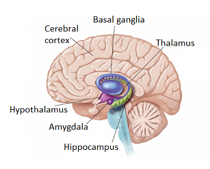 The brain